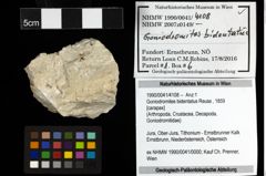 Foto (Objekt + Etiketten) von Goniodromites bidentatus (Reuss, 1859) 